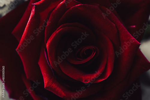 Red rose close up. Passion concept. Gift for sweetheart. Floral arrangement. Vibrant rose bud. Romantic background. Glamour red rose. Flower in bloom. Abstract love. Valentine greeting card.