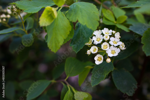 Spirea bush with delicate white flowers. Springtime nature. Spring park landscape. May flower. Beauty in nature. White spirea in bloom. Floral background. White flowers on deep green foliage