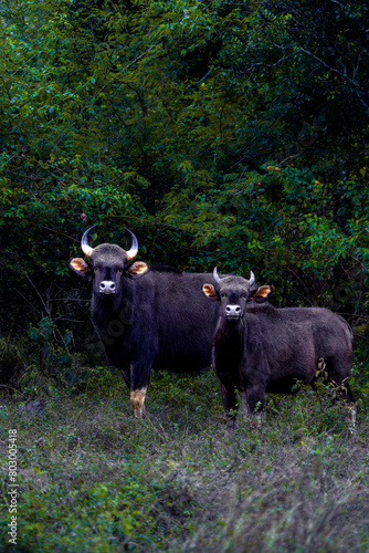 high res Stock Photo Collections of Indian Wild Bison in Ooty s Mudumalai Forest tamil nadu  Perfect for publications  websites  and presentations seeking authentic wildlife imagery.