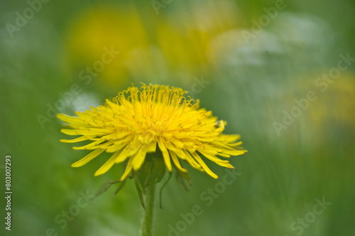 Bright yellow flowers of a dandelion  Taraxacum officinale  plant in a lawn Sardinia  Italy