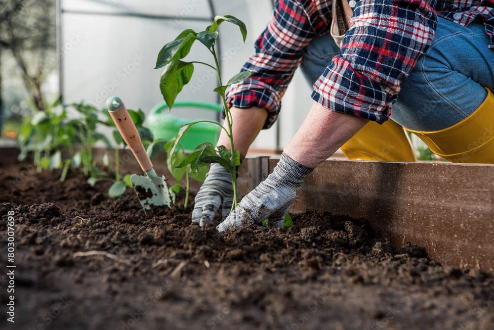 Fototapeta premium The hands of an elderly woman are holding a young plant in the ground. Bulgarian pepper seedlings are planted in the soil. Close-up. The concept of spring planting of vegetables and agriculture.