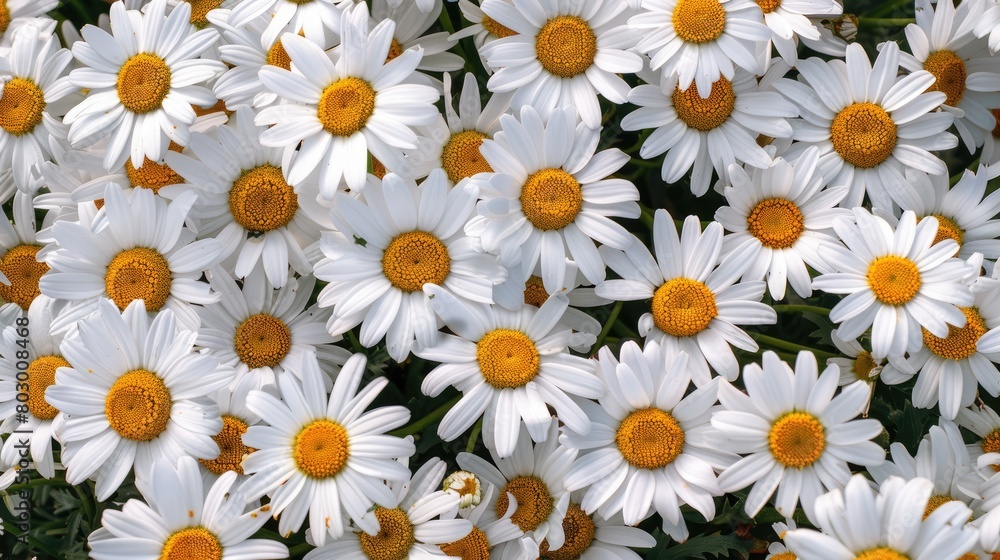 White chamomile flowers, natural background. An invitation card, a place for the text. White chamomile flowers, natural background. An invitation card, a place for the text.