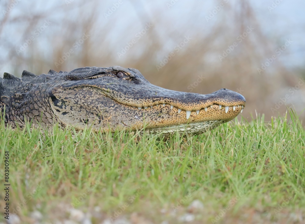 Fototapeta premium American Alligator Sweetwater Wetlands Florida 