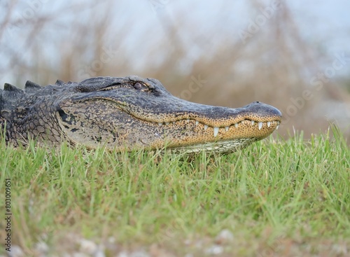 American Alligator Sweetwater Wetlands Florida 