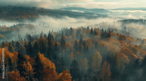 Misty autumn forest at sunrise with colorful foliage