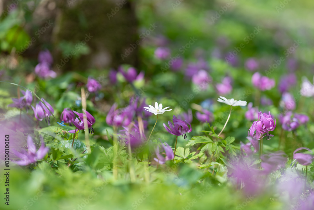 Fototapeta premium 山麓に咲くカタクリ