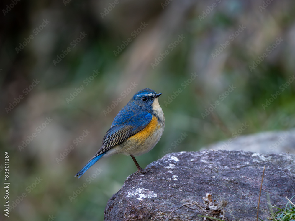 Fototapeta premium 地面に降りてエサを探しているルリビタキの雄