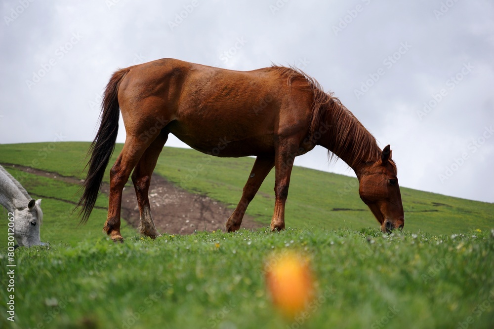 Obraz premium A brown horse eats green grass in a field