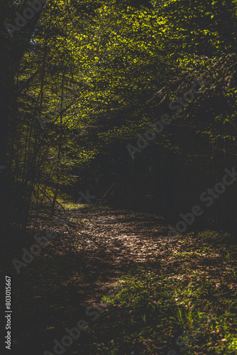 Wild path in the dark forest.