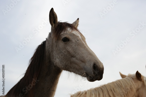 portrait of a horse