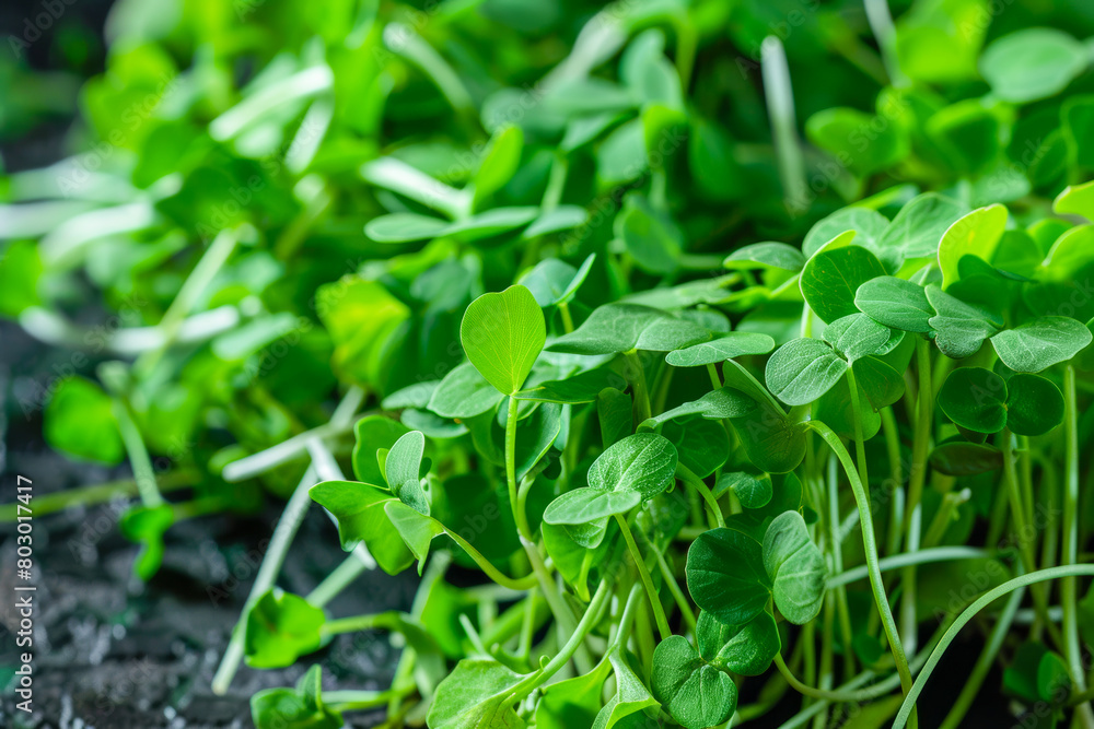 Lush Green Clover Growing in Garden Soil Lush Green Clover Growing in Garden Soil
