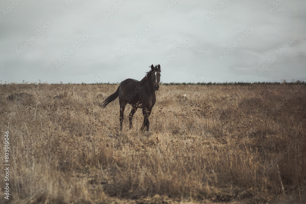 Fototapeta premium horse in the field