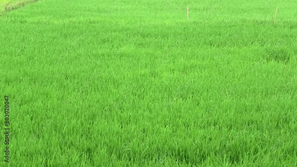 Rice plants in the paddy field swaying in the breeze Rice plants in the paddy field swaying in the breeze