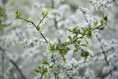 Twig of flowering blackthorn, Prunus spinosa, in spring. white flowers, natural floral background. delicate spring flowers, close-up. spring natural background, flowering tree