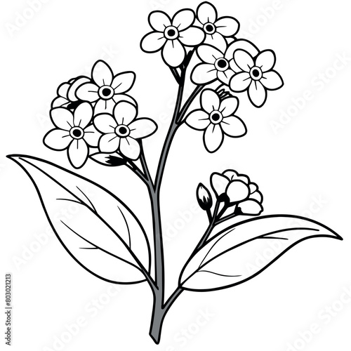 Forget Me Not flower plant outline illustration coloring book page design, Forget Me Not flower plant black and white line art drawing coloring book pages for children and adults