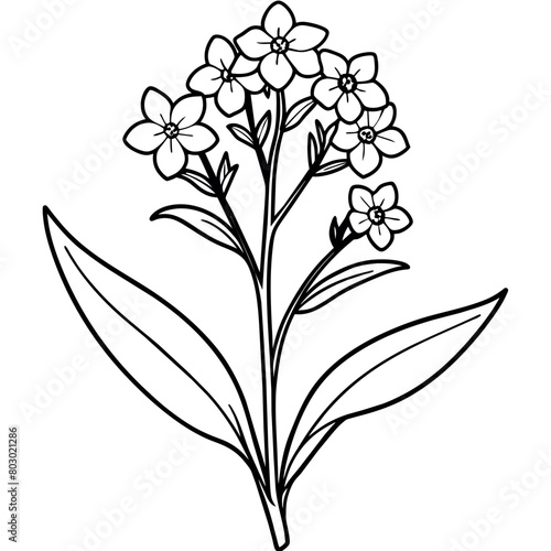 Forget Me Not flower plant outline illustration coloring book page design, Forget Me Not flower plant black and white line art drawing coloring book pages for children and adults