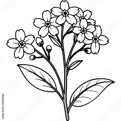 Forget Me Not flower plant outline illustration coloring book page design, Forget Me Not flower plant black and white line art drawing coloring book pages for children and adults