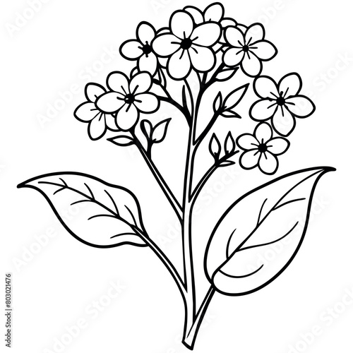 Forget Me Not flower plant outline illustration coloring book page design, Forget Me Not flower plant black and white line art drawing coloring book pages for children and adults