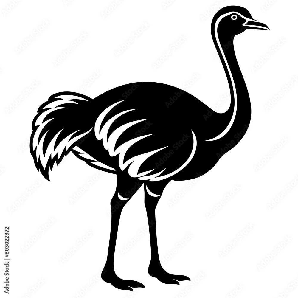 ostrich illustration ostrich illustration