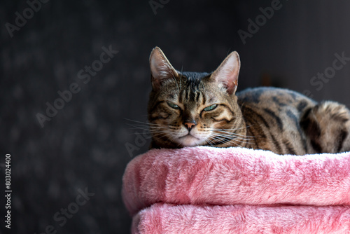 beautiful bengal cat portrait on pink cushion with grey background  © MW Photography 