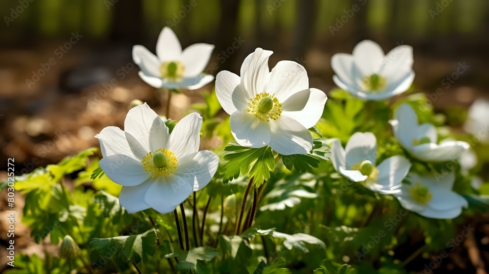 Nature's Beauty: White Anemone Flowers in Spring Forest Sunlight Nature's Beauty: White Anemone Flowers in Spring Forest Sunlight