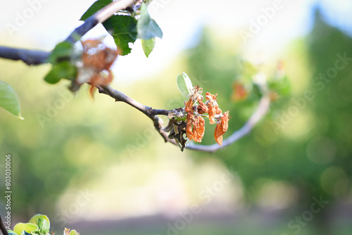 Flowers of fruit trees destroyed by frost. Czech Republic. Europe.