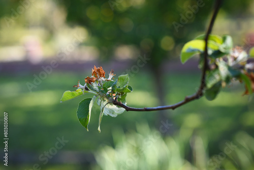 Flowers of fruit trees destroyed by frost. Czech Republic. Europe.