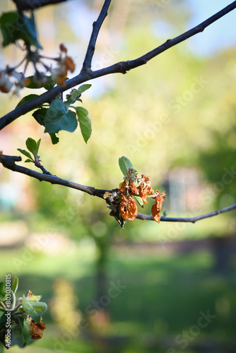 Flowers of fruit trees destroyed by frost. Czech Republic. Europe.