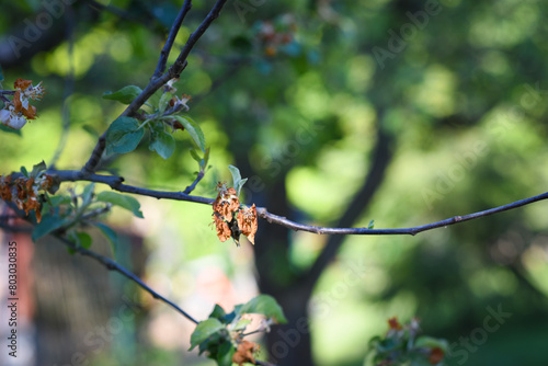 Flowers of fruit trees destroyed by frost. Czech Republic. Europe.