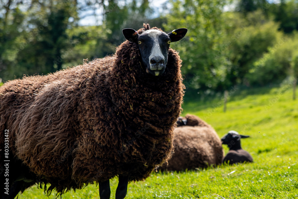 Ewe, Black sheep looks to camera. Zwartble breed with white and black face.