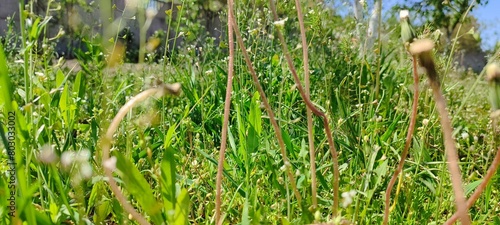 Fresh green spring grass fills the frame, with a blurred background enhancing the natural beauty. A vibrant close-up of nature's verdant carpet.