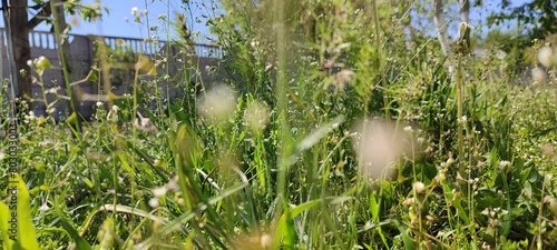 Fresh green spring grass fills the frame, with a blurred background enhancing the natural beauty. A vibrant close-up of nature's verdant carpet. Sky background 