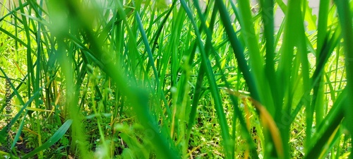 Fresh green spring grass fills the frame, with a blurred background enhancing the natural beauty. A vibrant close-up of nature's verdant carpet.