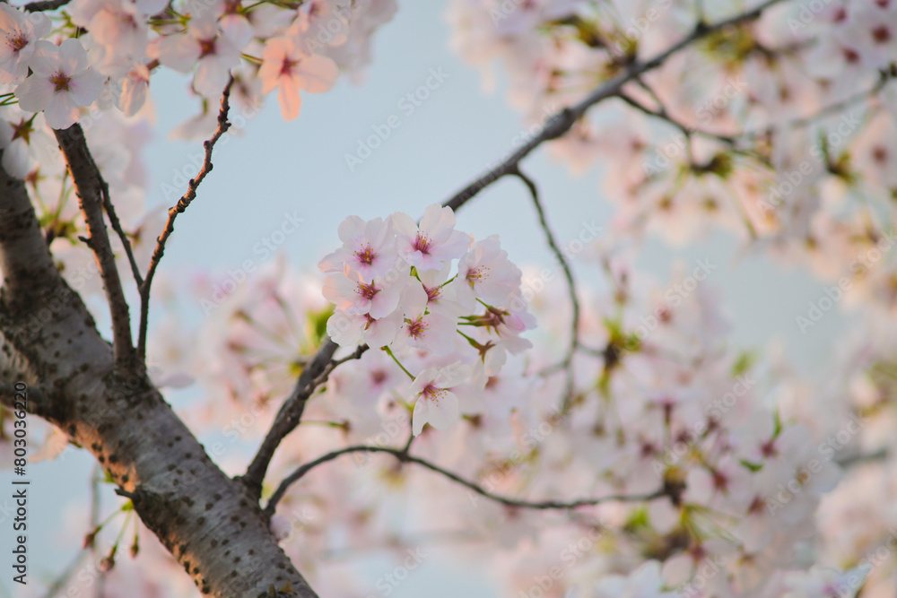 Blooming sakura blossoms under the setting sun Blooming sakura blossoms under the setting sun