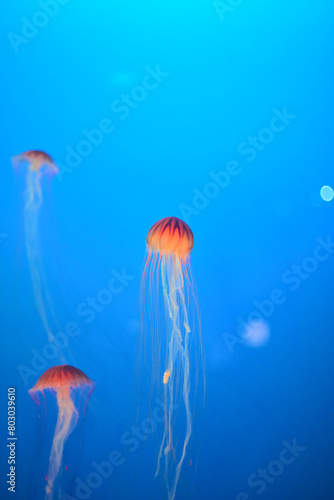 jellyfish in the blue water