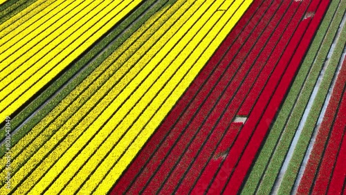 Tulip field aerial drone flying over beautiful colored tulip agriculture field in Flevoland Netherlands. Tulip fields color various areas in Holland during springtime.