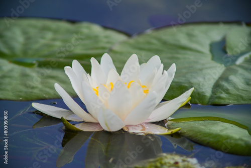 white water lily in the pond