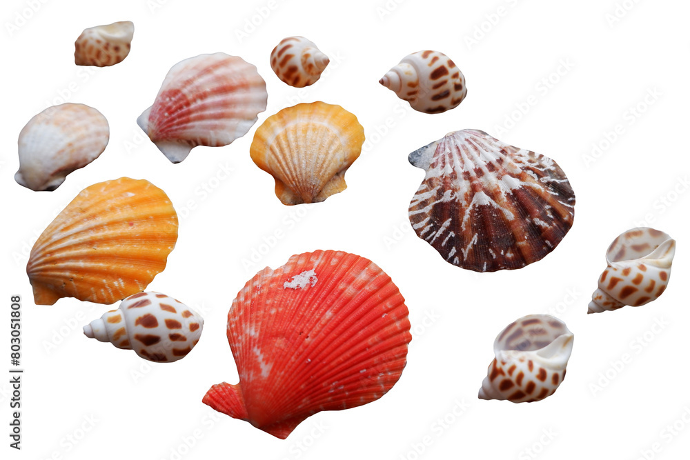 Colorful seashells collection. Set of Seashells png. ocean design elements. Colorful seashells collection. Set of Seashells png. ocean design elements.