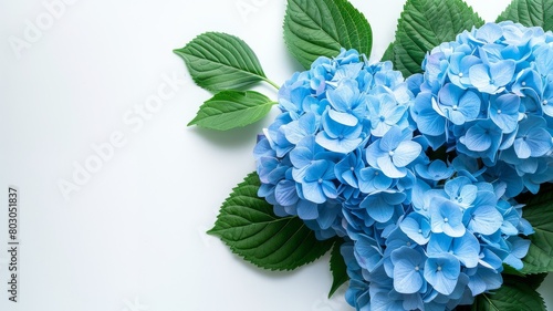 Blue hydrangea flowers on white background, surrounded by green leaves, blossoming in springtime beauty