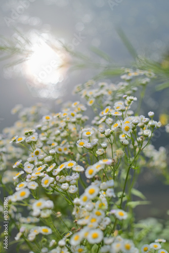 Daisies by the lake in the sun
