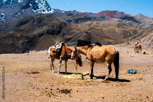 2023 8 24 Peru horses 42