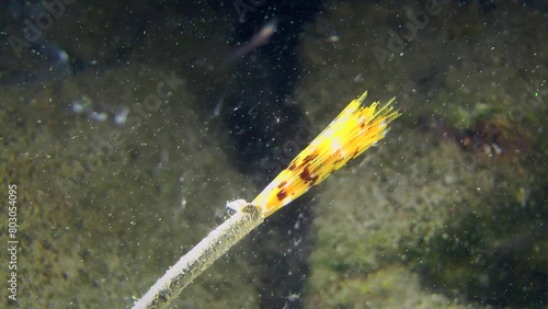 The polychaete European fan worm (Sabella spallanzanii) slowly extends from its tube and unfurls its brightly colored tentacles to catch plankton, side view, close-up. photo