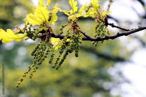 Quercus robur-oak tree blossoming at spring close up photo