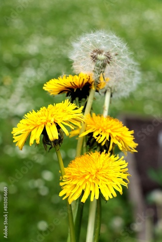 yellow flowers of dandelion plant on meadow at spring close up