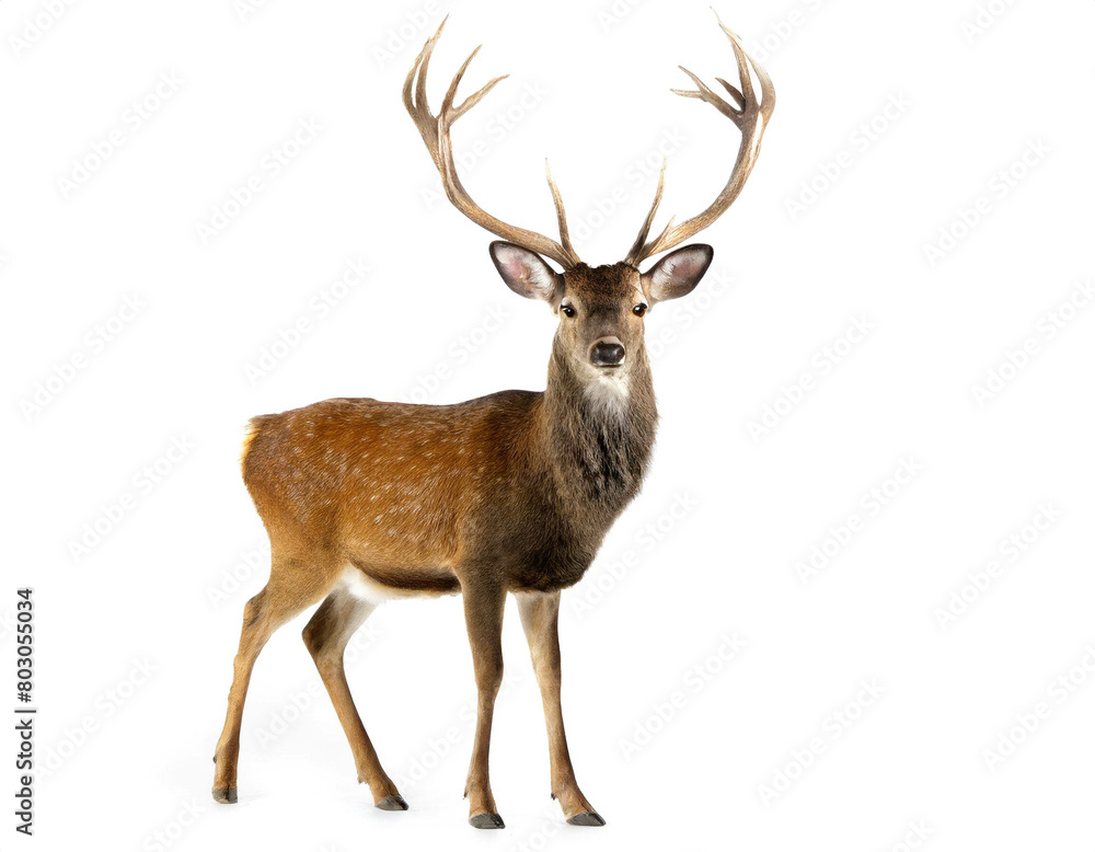 Hirsch mit Geweih auf vier beinen isoliert auf weißen Hintergrund, Freisteller Hirsch mit Geweih auf vier beinen isoliert auf weißen Hintergrund, Freisteller