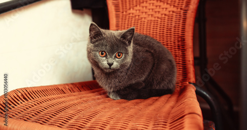 A cat is sitting on a chair and making direct eye contact with the camera.