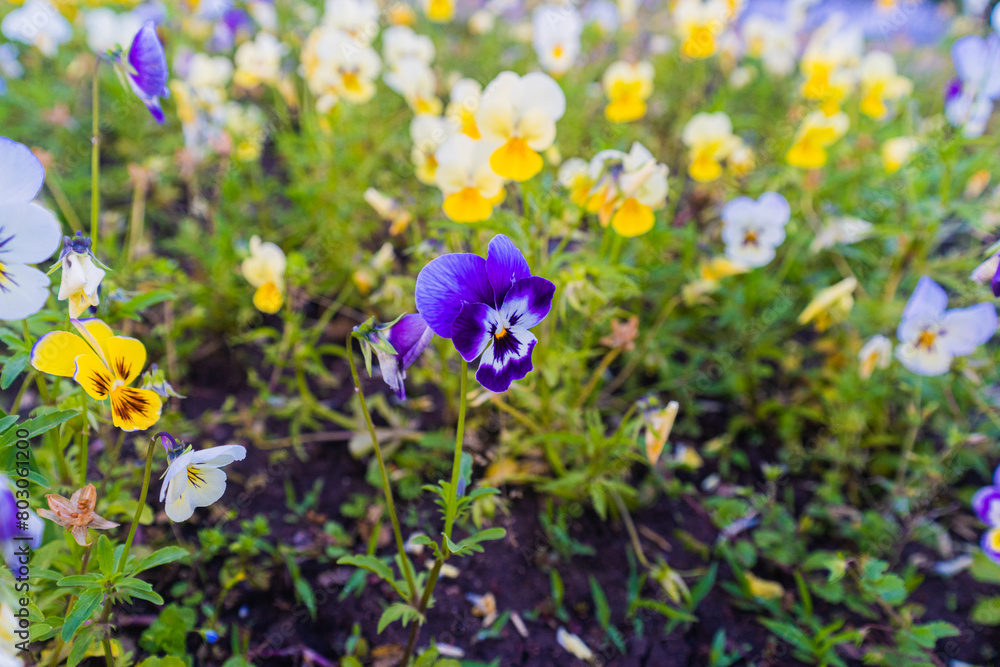 flowers in the garden flowers in the garden