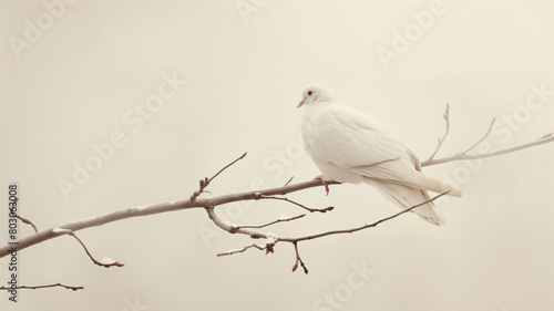 A serene white dove perched elegantly on a bare branch  under a soft  muted sky.