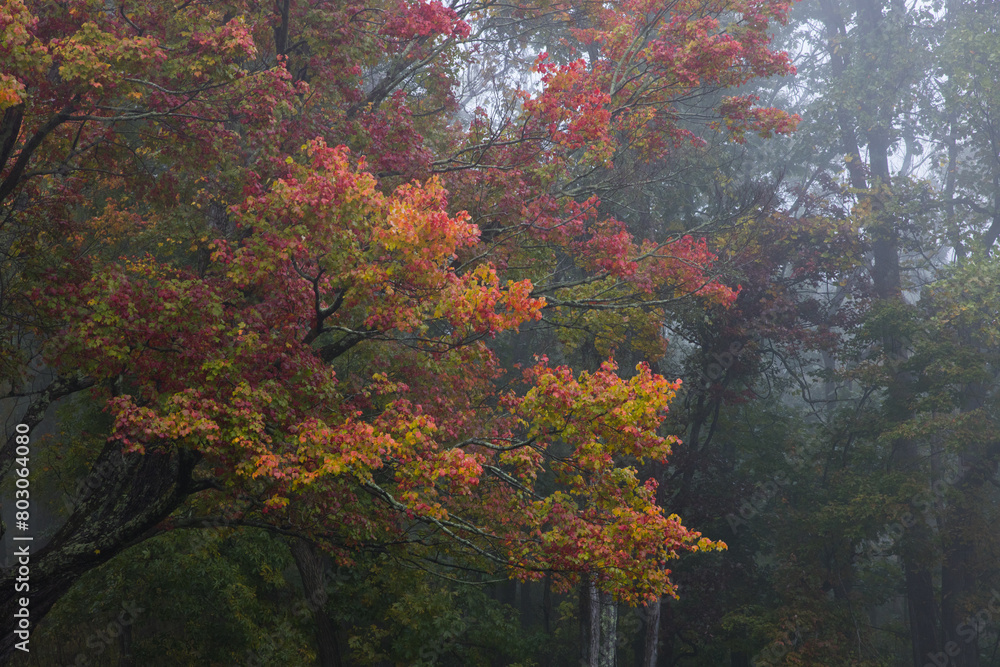 Fall leaves in a morning fog