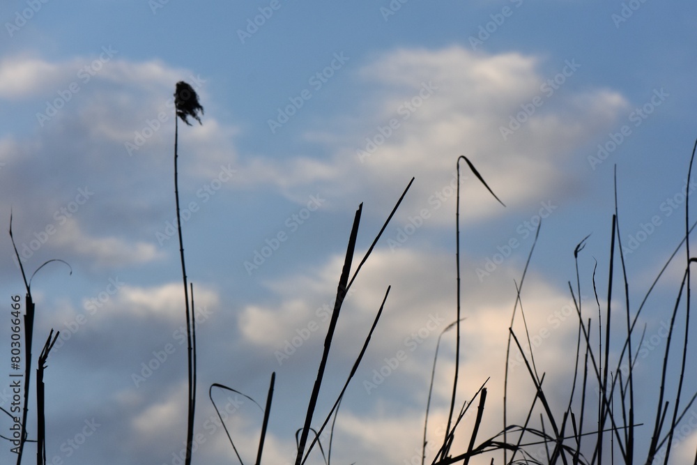 Fototapeta premium Silhouette of reed against blue sky and white clouds